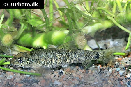 Doktorfisk (Garra rufa)